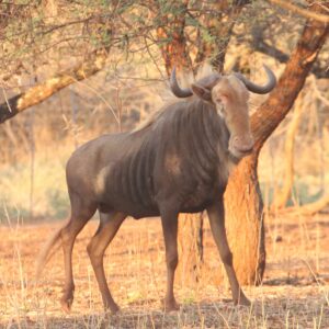 Kings Wildebeest Bull
