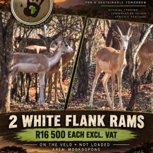 White Flank Impala Rams