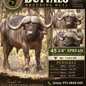 Buffalo Breeding Bull