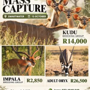 Mass Capture Swartwater - 15 October
