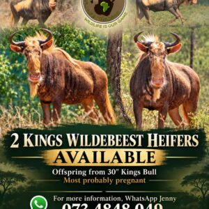 Kings Wildebeest Females & Heifer Calves